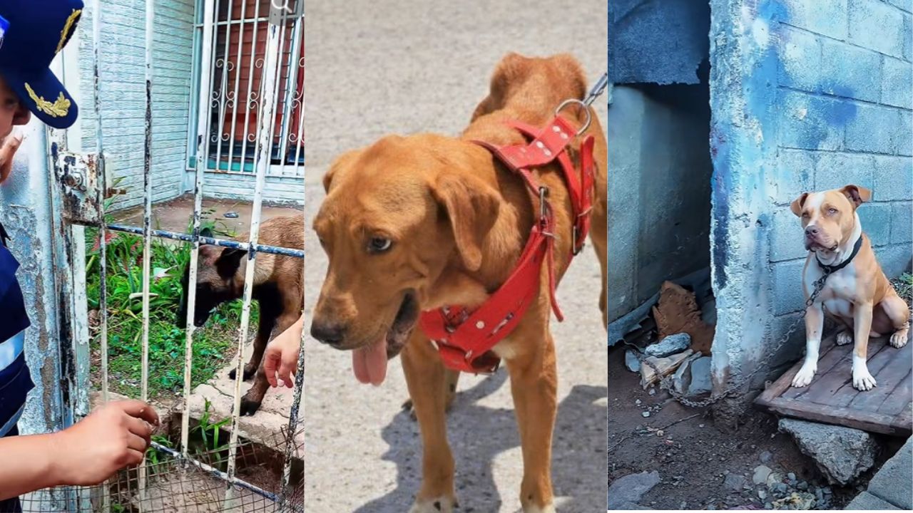 Imagen de Maltrato y abandono: así contempla la ley el decomiso de animales en Honduras