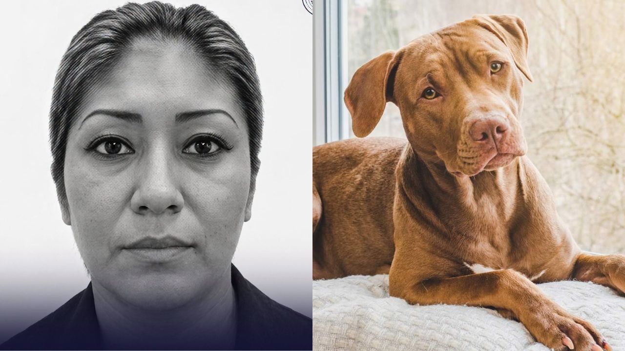 Abren proceso judicial contra dueña de perro pitbull tras ataque a un hombre Imagen principal de Abren proceso judicial contra dueña de perro pitbull tras ataque a un hombre