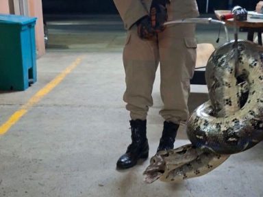 Imagen de Tremendo susto: hallan boa de 2 metros escondida en un taxi