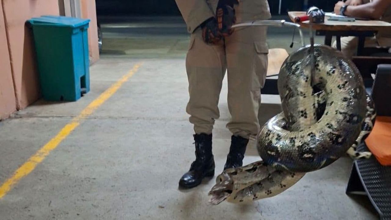 Tremendo susto: hallan boa de 2 metros escondida en un taxi Imagen principal de Tremendo susto: hallan boa de 2 metros escondida en un taxi