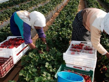 Imagen de L1,865 diario: así es el trabajo de hondureños en recolección de fresas en España