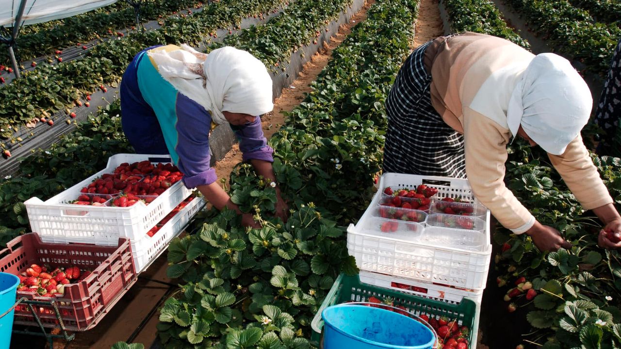 Ofrecen L1,865 diario: así es el trabajo de hondureños en recolección de fresas en España Imagen principal de Ofrecen L1,865 diario: así es el trabajo de hondureños en recolección de fresas en España