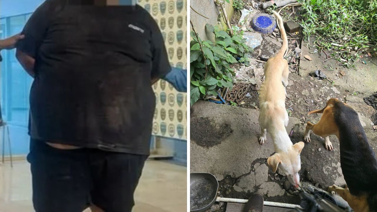 Hondureño vendía tacos de carne de perro: la denuncia que derivó en su captura Imagen principal de Hondureño vendía tacos de carne de perro: la denuncia que derivó en su captura