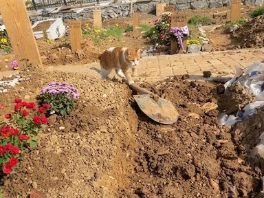 Imagen de 'Manda un pájaro o un gato': joven pidió 'señal' en tumba de su padre y él 'respondió'