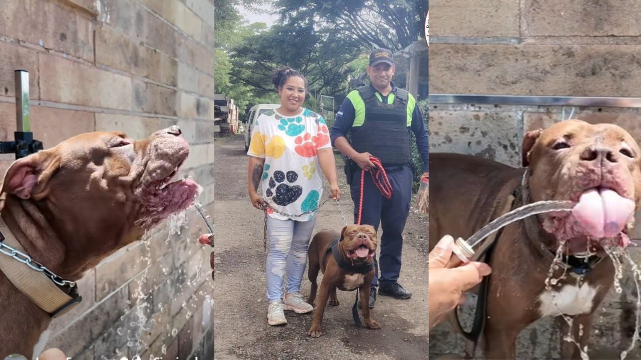 '¡Cómo ha mejorado tu vida!': Kathy, la rescatista, conmueve con mensaje dedicado a Zeus Imagen principal de '¡Cómo ha mejorado tu vida!': Kathy, la rescatista, conmueve con mensaje dedicado a Zeus