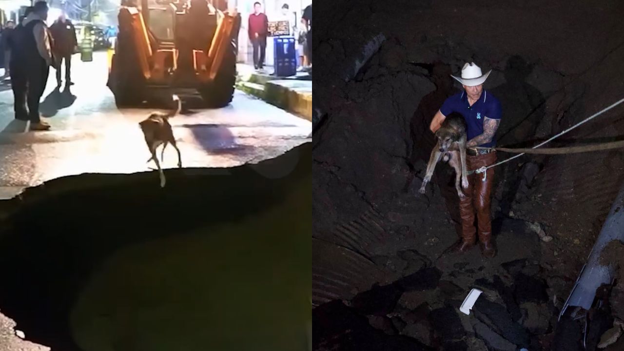 'Vamos, papi': Perro cayó en socavón por las lluvias y alcalde bajó a rescatarlo Imagen principal de 'Vamos, papi': Perro cayó en socavón por las lluvias y alcalde bajó a rescatarlo