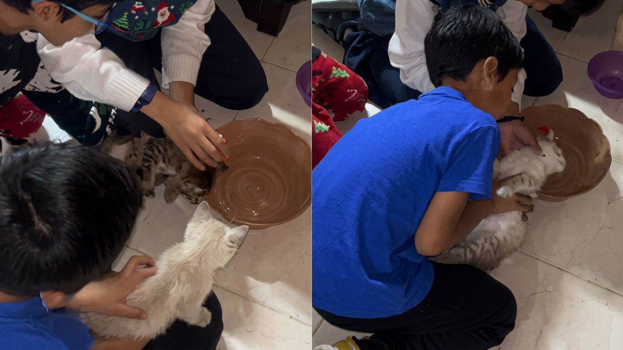 Vídeo: Niños 'bautizaron' a sus gatos para 'evitar males' durante 'Halloweeen' Imagen principal de Vídeo: Niños 'bautizaron' a sus gatos para 'evitar males' durante 'Halloweeen'