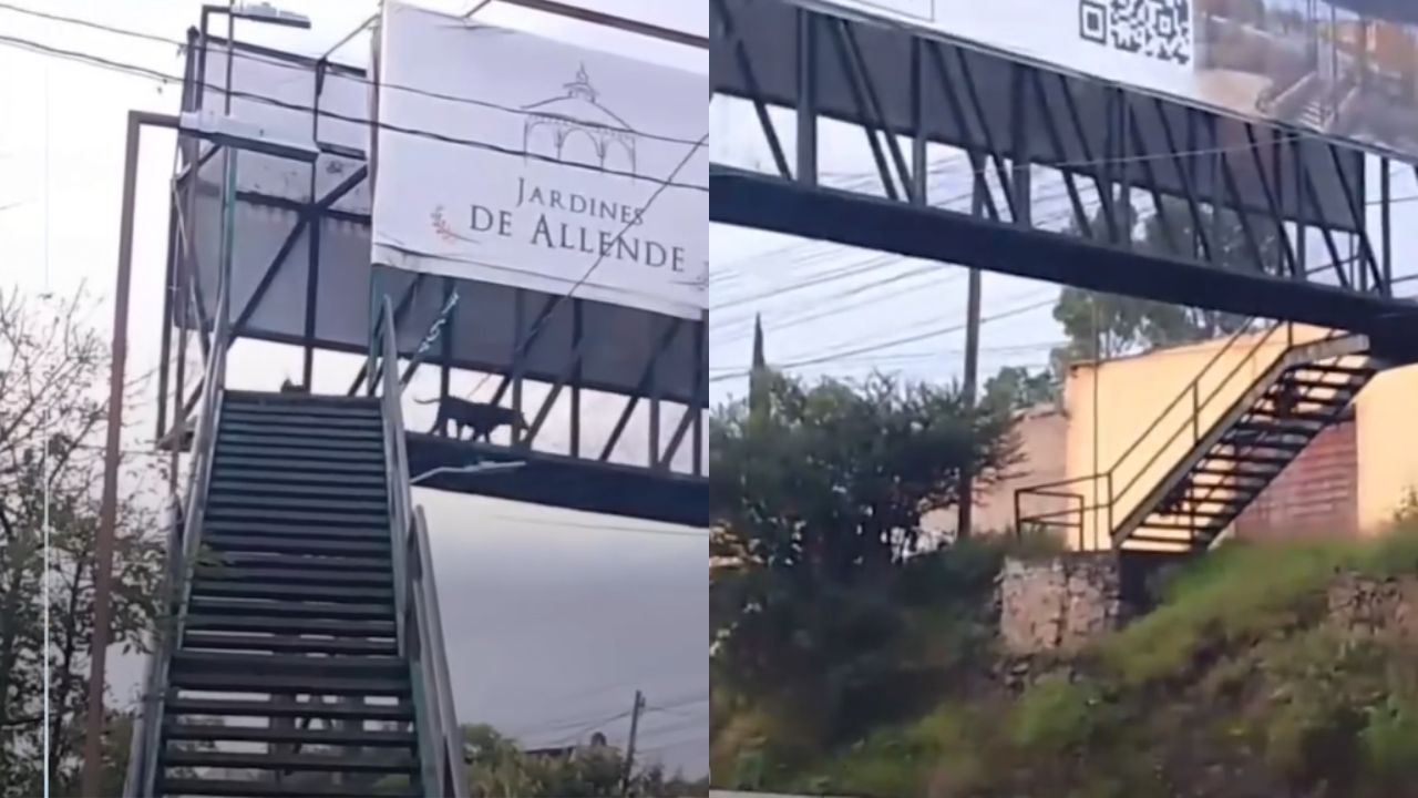 Video | ¿Y los humanos? Perra y sus cachorros son captados cruzando un puente peatonal Imagen principal de Video | ¿Y los humanos? Perra y sus cachorros son captados cruzando un puente peatonal