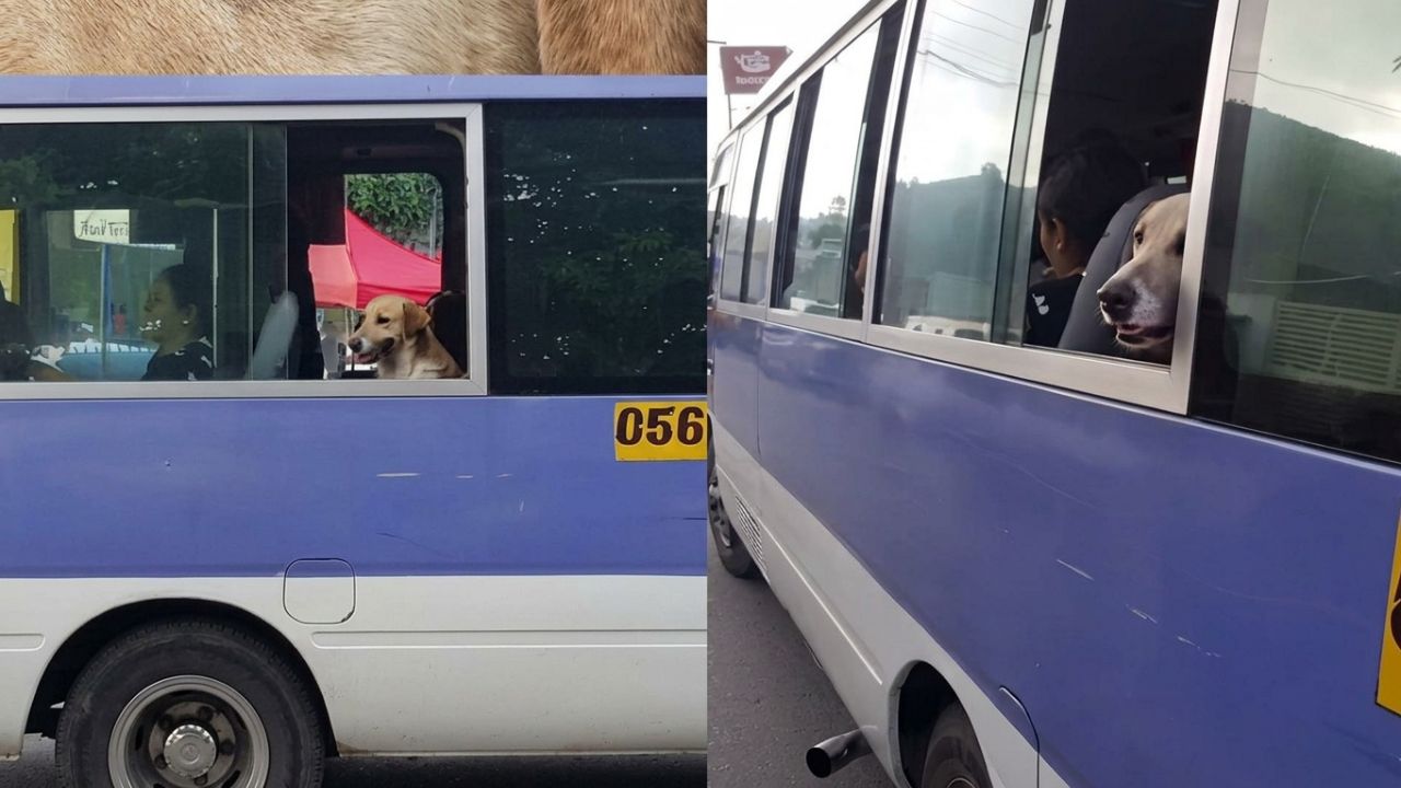 Imagen de '¿Paga pasaje completo?': Perro viaja cómodamente en un bus 'rapidito' en Tegucigalpa