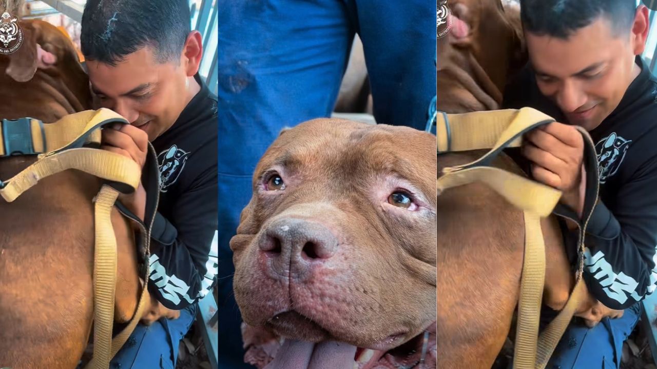 Feliz y juguetón: Zeus disfruta su nueva vida junto al policía municipal que lo cuida Imagen principal de Feliz y juguetón: Zeus disfruta su nueva vida junto al policía municipal que lo cuida