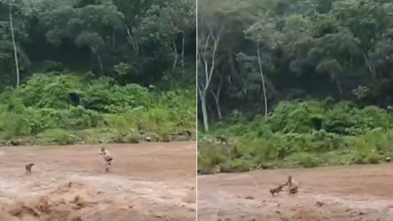VIDEO: La impresionante hazaña de los bomberos para salvar a un perro de un río crecido Imagen principal de VIDEO: La impresionante hazaña de los bomberos para salvar a un perro de un río crecido