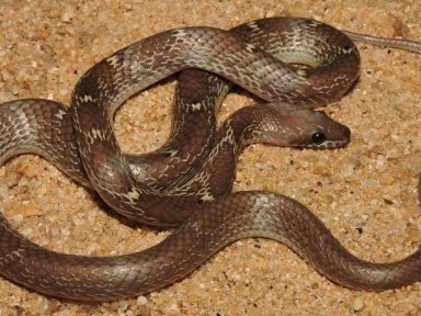 Imagen de ¿Cómo puede existir? Encuentran una serpiente con dos cabezas y cuatro ojos