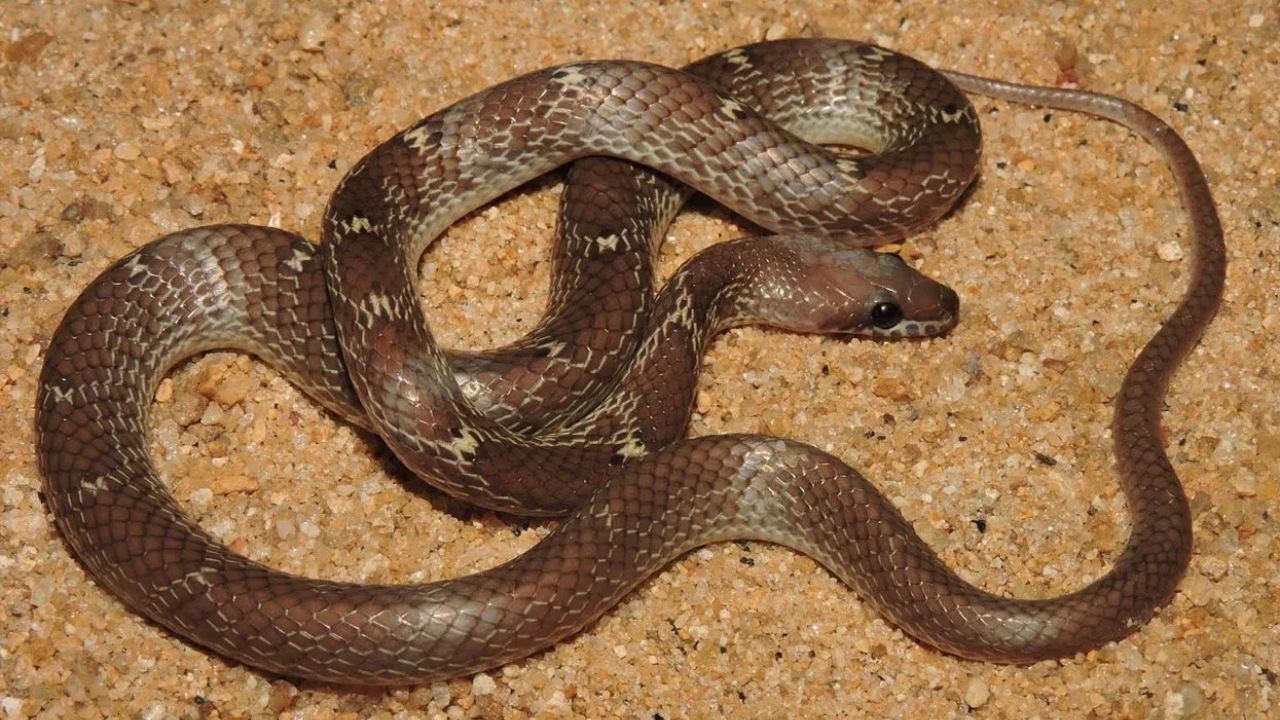 ¿Cómo puede existir? Encuentran una serpiente con dos cabezas y cuatro ojos Imagen principal de ¿Cómo puede existir? Encuentran una serpiente con dos cabezas y cuatro ojos